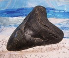 Megalodon Shark Tooth 4 3 4 Sharks Teeth Large Jaw Classic Fossil Real Serrated