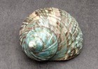 Polished Jade Turbo Seashell Green Turbo Burgessi  1 Shell Approx  3 5  Inches 
