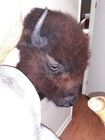 Real Buffalo   Bison Head Taxidermy Mount Used Neck Mount