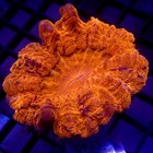 Orange Acanthophyllia Meat Coral 2 5  Wysiwyg - Indigo Corals - Ic 3745