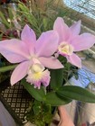 Cattleya Orchid Cream Flower Bulbs Imported Home Garden Pack Of 2