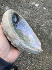 Large  Perfectly Shaped Abalone Shell  8   Front 10  Back-      1  1 2 Lbs