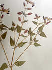 Antique Herbarium Pressed Botanical Specimen 1950s Summer Pansy 17  X 11 