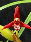 Mature Variegated Maxillaria Tenuifolia Fragrant Orchid In Flower 416