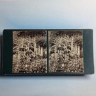 Truro Cornwall Stereoview C1900 Real Photo Copermans Garden Flowers