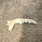 Coyote Jawbone With Teeth Bone Specimen