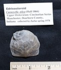 Stunning Carneyella Pilea Edrioasteroids On A Brachiopod From Cincinnati  Ohio