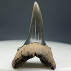 0 74  Fossil Paranomotodon Angustidens - Ext Goblin  thresher-  Mississippi