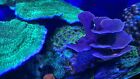 Assorted Monti Frags  i Have Multiple Colors And Can Cut Custom Orders 