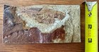 Wyoming Knightia Fish Fossil 3x6 Great Detail