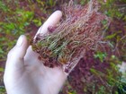 Live Sphagnum Moss  rare   Fresh Harvested For Orchids  Terrariums    More