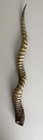 Blackbuck Horn