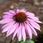 Purple Coneflowers - Seeds - Organic - Non Gmo - Heirloom Seeds     Flower Seeds