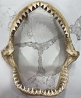 Bull Shark Jaw Taxidermy  12x12   