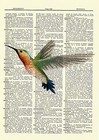 Hummingbird Dictionary Art Print Vintage Picture Poster Nature Wall Hanging Bird