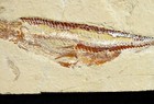 Killer Prionolepis Fish Eating Another Fish With Fish In Stomach- Dinosaur Age 