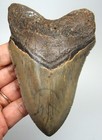 Megalodon Shark Tooth Real Fossil - 4 31    Shark Teeth No Restorations Natural