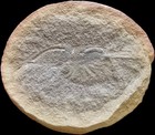Mazon Creek Fossil Peachocaris Strongi Shrimp    Famous Illinois Site        