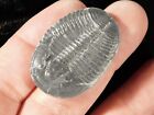 Big  100  Natural Elrathia Trilobite Fossil From Cambrian Utah 5 99