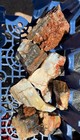       rr        7 Pcs Top Quality Arizona Rainbow Petrified Wood 3 25 Lb     