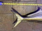Amberjack Replica Mount