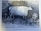 1886 Short Horned Cattle Illustrated