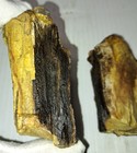 Paleocene Carbonized Petrified Wood From Hell Creek Formation- Glendive  Montana