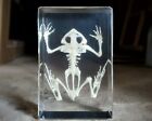Large Bullfrog Skeleton In Resin  Frog Skeleton  Lithobates Catesbeianus