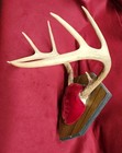 Whitetail Deer Antler Mount On Plaque Taxidermy 8 Point