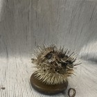 Real Dried Pufferfish Porcupine Fish Googly Eyes Oddities Halloween Decor