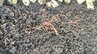 100 Red Wiggler Composting Worms