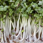 Organic Non-gmo Broccoli Seeds Sprouting Sprouts Microgreens 10 Oz Of Pure  new 