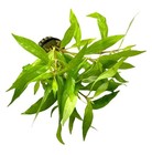 Hygrophila Angustifolia Pot   Buy3get1free   Live Aquatic Plants