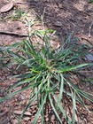 Organic Dried Paragis Leaves - Goose Grass  eleusine Indica    Bala Thana  100g
