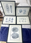 Brain Neurological Prints Medical Anatomy medicine Mat framed 5 Set  Info Wire