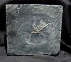 Very Detailed  5-armed Ophurina Brittlestar Fossil From Bundenbach- Butterfield 