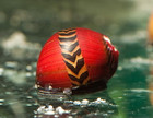 Assorted Red Racer Nerite Snails Live 3 Pack Freshwater Aquarium Algae Eaters
