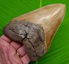 5 55    Megalodon Shark Tooth W   Rare Bright Orange Blade - Xl Big Super Serrated