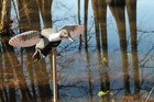Mojo Outdoors Elite Series Pintail Motion Duck Decoy Spinning Wing