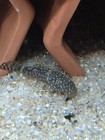Group Of Bristlenose Pleco Normal And Albino Free 2 Day Shipping