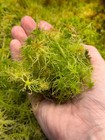 Sphagnum Moss - Green - Live Sphagnum Moss For Terrariums  Potted Plants  Garden