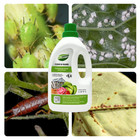 Ecoworm Organic Potassium Soap Concentrate 35 Fl Oz