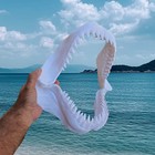 Shark Jaws 40cm 3d Printed Great White Replica Mini Megalodon Ornament
