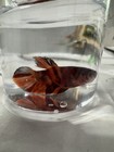 Live Betta Fish Male Galaxykoi  Red Orange
