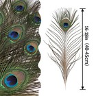 10pcs Real Natural Peacock Eye Feathers 16-18 Inch For Diy Craft Floral Arran   