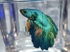 Premium Rainbow Male Super Delta Betta  wysiwyg      Us Bred At Our Facility