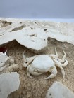 Crab Fossils Stuck In Travertine Rock From Denizli  Turkiye    