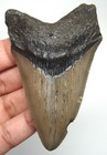 Megalodon Shark Tooth 3 09    Real Fossil Shark Teeth No Restorations No Repairs