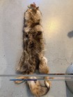 Maine Coyote Pelts With Prime Fur