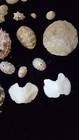 Large Lot Of Beautiful Sea Shells From Around The World 1  -3 